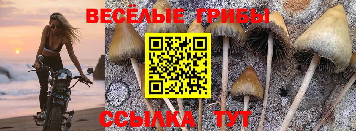 Псилоцибиновые грибы Psilocybe  Вход с VPN  Омск 